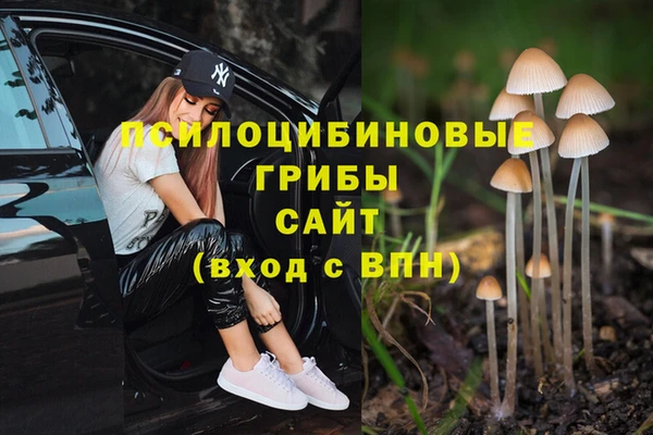 PSILOCYBIN Бугульма